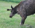 images/Schweden/Schweden 2012/IMG_0761.jpg